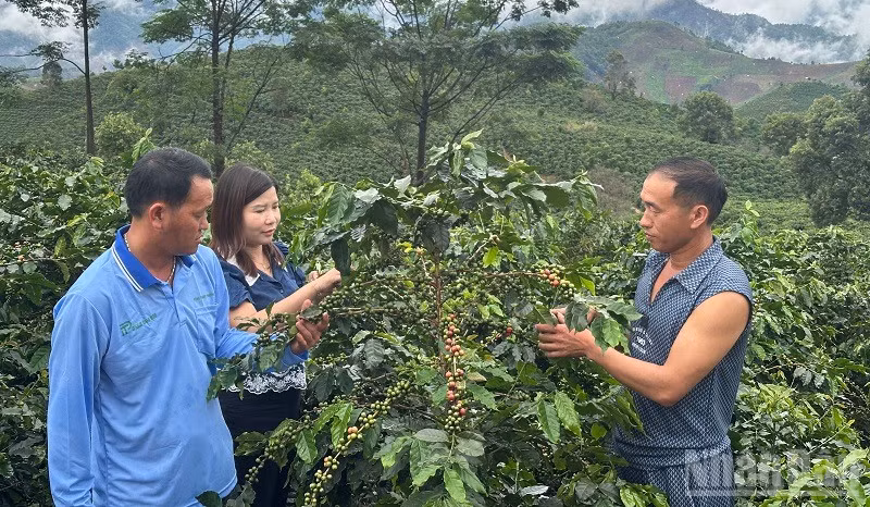 Cán bộ Trung tâm Dịch vụ tổng hợp xã Quài Tở (Điện Biên) hướng dẫn người dân bản Chế Á cách hái chọn quả cà-phê chín để không ảnh hưởng cây. (Ảnh: LÊ LAN)