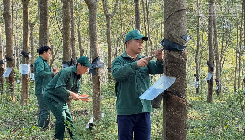 Công nhân Công ty cổ phần cao-su Điện Biên cạo mủ tại vườn cây trên địa bàn xã Chiềng Sinh. (Ảnh: LÊ LAN)