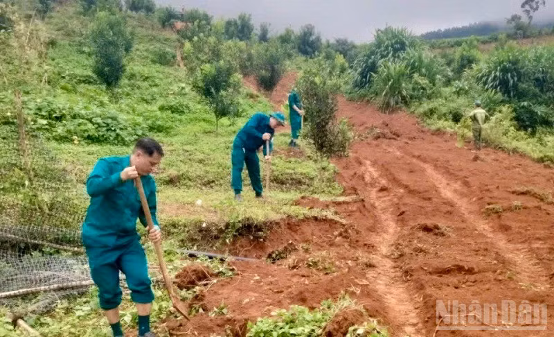 Dân quân tự vệ xã Chiềng Sinh cùng nhân dân bản Thín trồng cây tạo bóng trên các vườn mắc-ca, cà -phê. Ảnh: Lê Lan