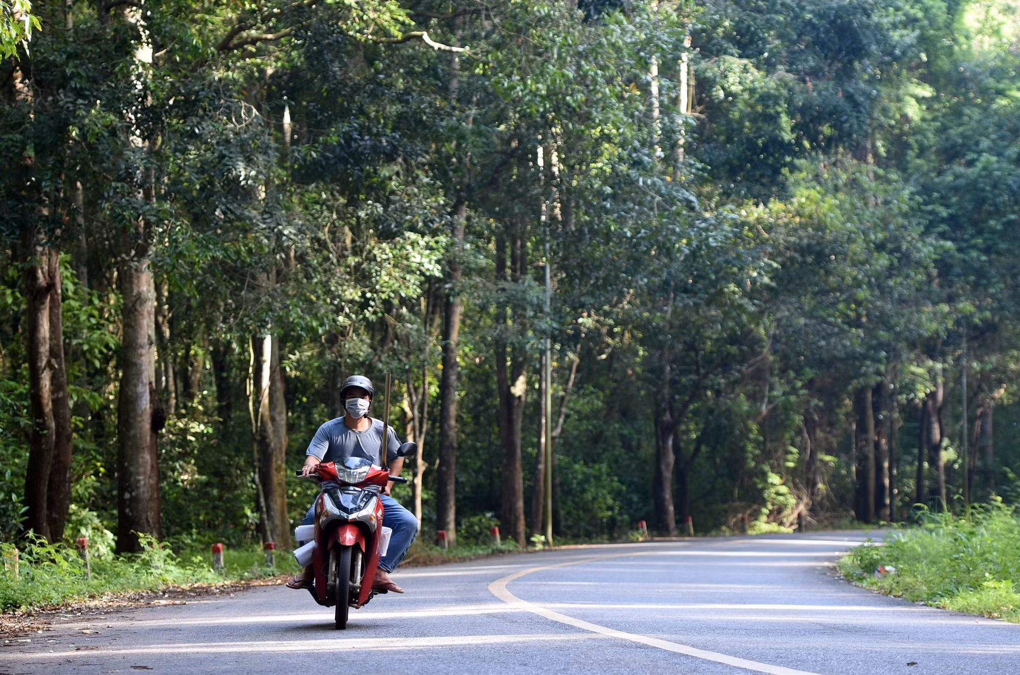 cay-rung-ben-duong.jpg