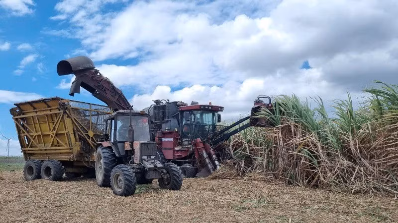 Thu hoạch mía bằng cơ giới trên cánh đồng mía lớn Nhà máy đường An Khê (Gia Lai). Ảnh: Tuấn Anh