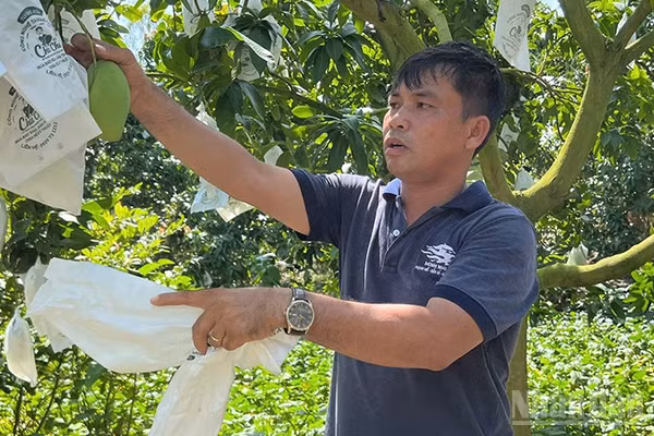 Ông Lương Quốc Toản tại vườn xoài còn vài ngày nữa bắt đầu thu hoạch. (Ảnh: HỮU NGHĨA)