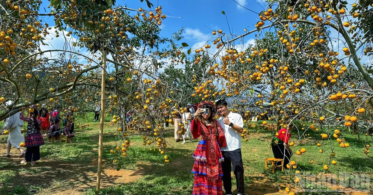Dạo bước vườn hồng, trải nghiệm mùa thu Mộc Châu