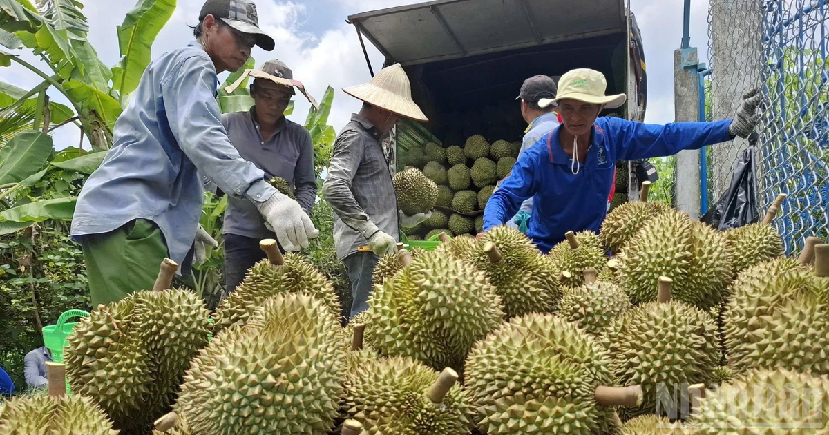 Đồng Tháp hỗ trợ kết nối tiêu thụ nông sản