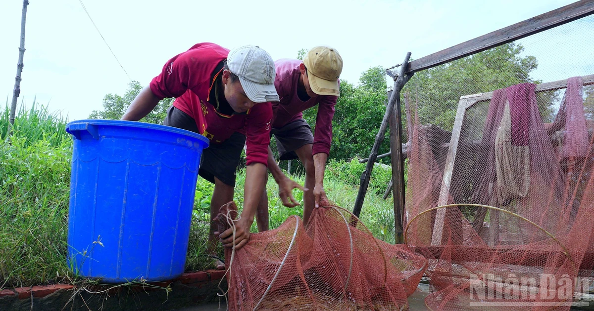 Bài 3 (kết): Đổi mới tư duy, nâng tầm vị thế tôm Cà Mau