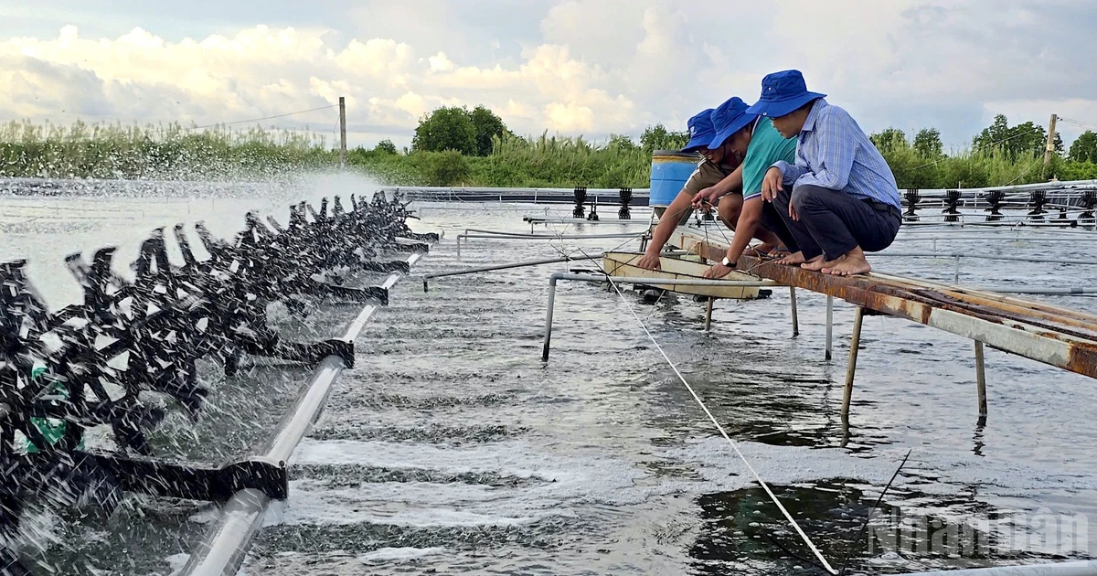 Chàng trai Cà Mau số hóa sổ cân tôm