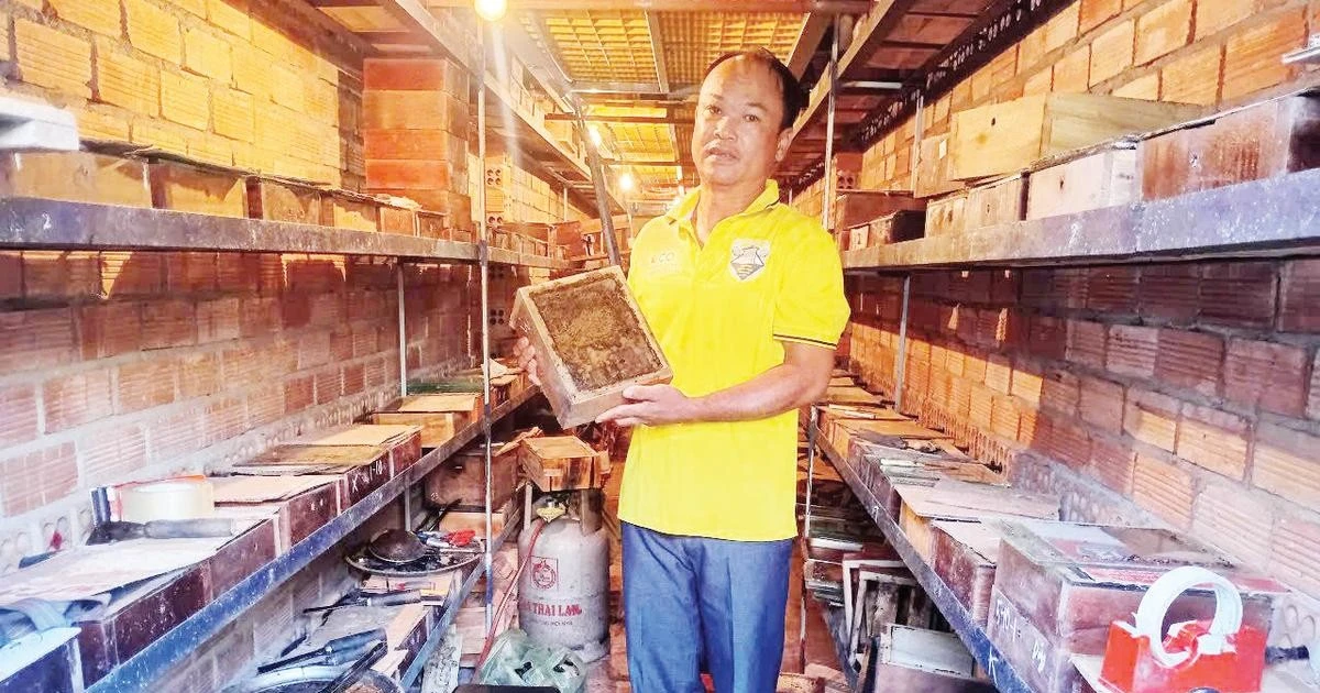Hướng sản xuất mới từ ong không ngòi đốt