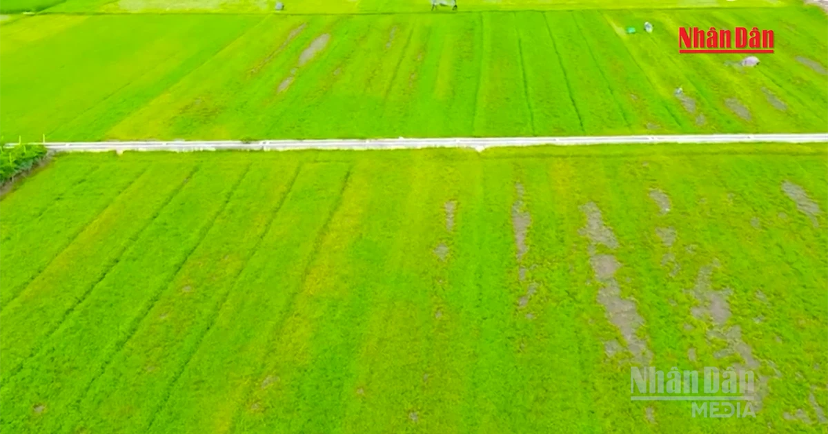 [Video] Nâng giá trị cây rau má từ vùng nguyên liệu địa phương