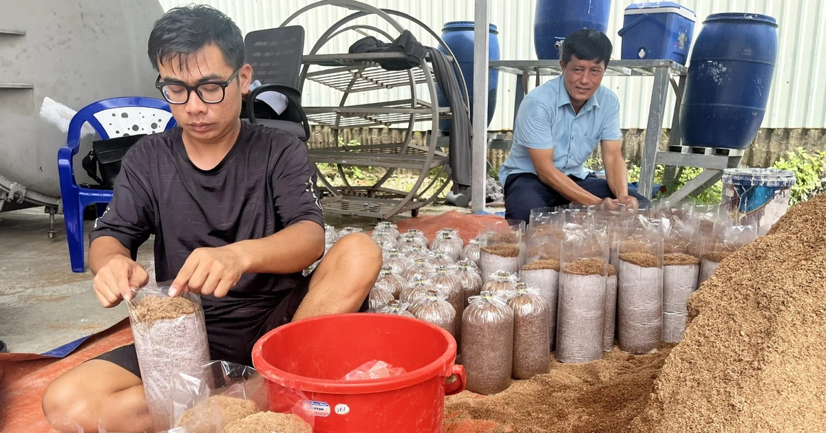 Đặc sản nấm mối Bình Chánh