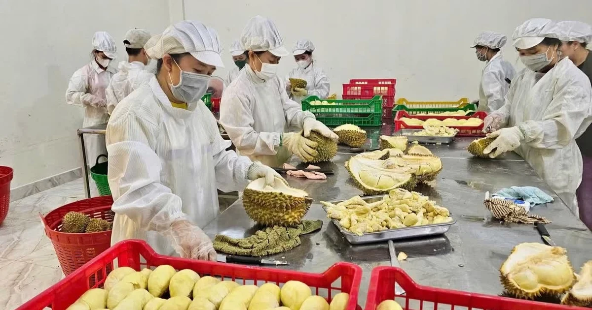 Gỡ điểm nghẽn ngành hàng sầu riêng, kiến tạo xuất khẩu bền vững