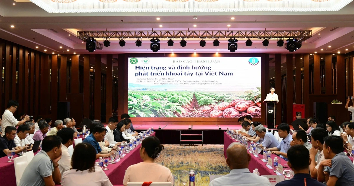 Mở rộng liên kết giúp phát triển bền vững cây khoai tây