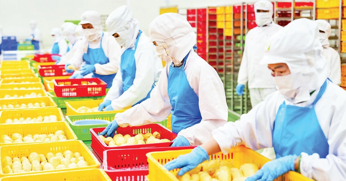 Doanh nghiệp dẫn dắt chuỗi giá trị nông nghiệp