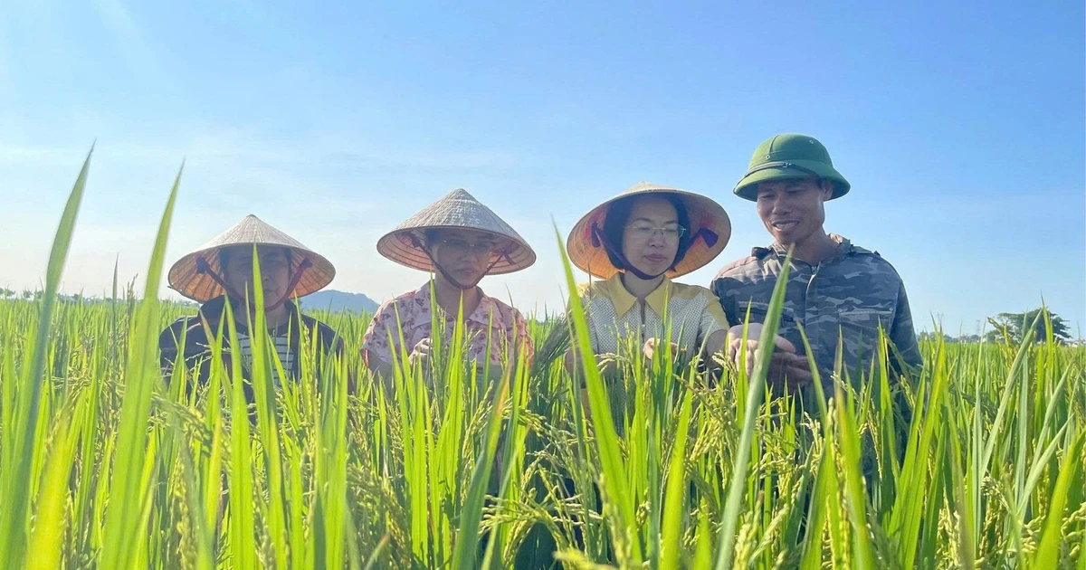 Canh tác lúa giảm phát thải ở Thanh Hóa