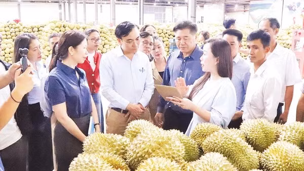 Một doanh nghiệp thu mua xuất khẩu sầu riêng trên địa bàn xã Cuôr Đăng, tỉnh Đắk Lắk.
