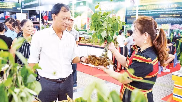 Khách tham quan tìm hiểu sâm Ngọc Linh tại chương trình giới thiệu, quảng bá dược liệu Đà Nẵng.