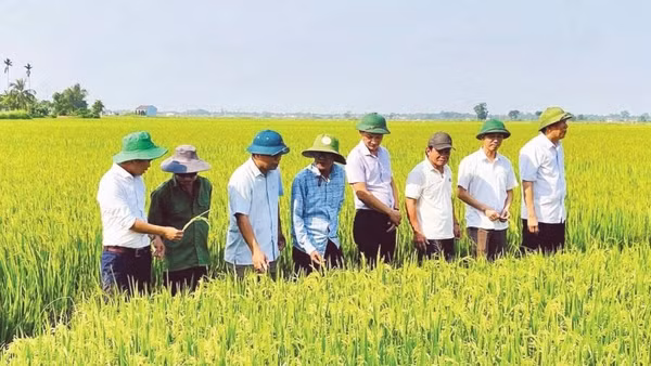 Lãnh đạo xã Triệu Cơ kiểm tra, đánh giá chất lượng ruộng lúa canh tác theo quy trình tự nhiên trước khi thu hoạch.