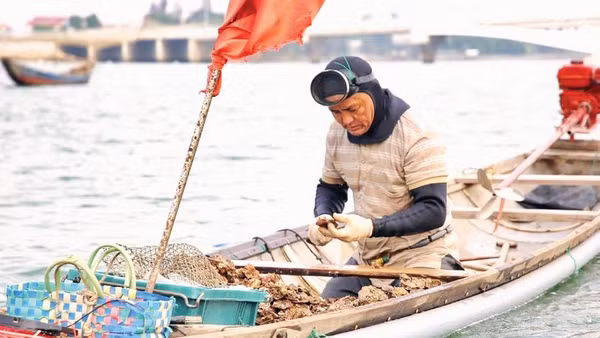 Nghề lặn cạy hàu vất vả và chỉ làm được trong mùa hè khi dòng nước tương đối ổn định.