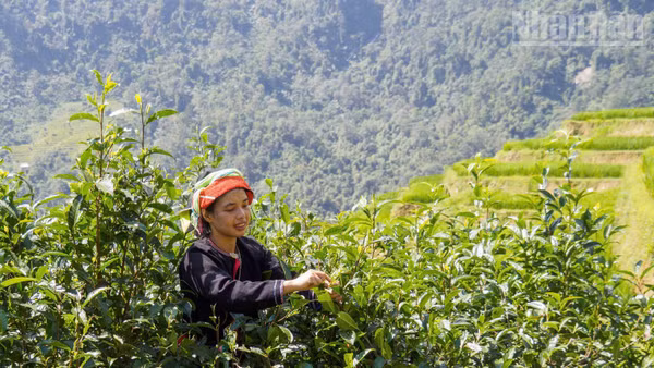 Khác với những luống chè thấp ngang thắt lưng ở vùng trung du, cây chè Shan tuyết ở Cao Bồ phát triển thành những cây lớn, người dân phải trèo lên cành để hái từng búp non.