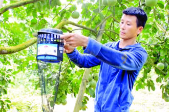 Người dân trồng bưởi Soi Hà, xã Xuân Vân, tỉnh Tuyên Quang sử dụng bẫy để diệt trừ sâu bệnh.