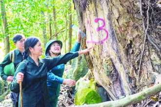 Du khách chiêm ngưỡng những cây nghiến khổng lồ trong Khu bảo tồn loài và sinh cảnh Nam Xuân Lạc.