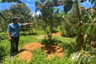 Ông Cao Viết Hùng bên những hố chôn đào sẵn để tiêu hủy heo bệnh.