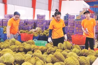 Phân loại sầu riêng để xuất khẩu.