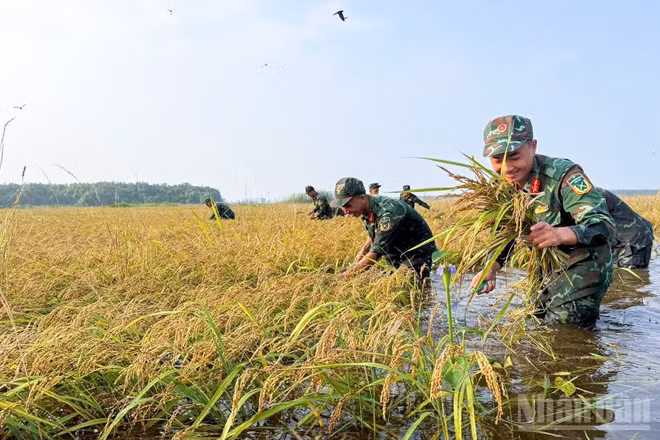 Cán bộ, chiến sĩ khẩn trương thu hoạch lúa giúp nhân dân, hạn chế thiệt hại trước nguy cơ mưa lớn, nước dâng.