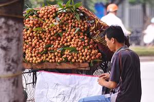 Nhiều người bán hàng không hề biết đề án cấm bán hoa quả rong.