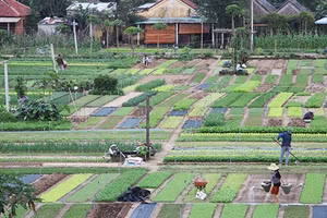 Vườn rau Trà Quế.
