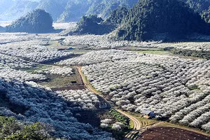 Mùa hoa mận Phiêng Cành, huyện Mộc Châu (Sơn La).