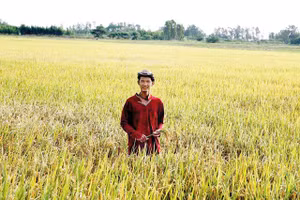 Võ Tiếng giữa đồng lúa Tâm Việt ở Hồng Ngự (Đồng Tháp).