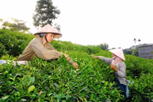 Người dân huyện Đồng Hỷ (Thái Nguyên) thu hoạch chè búp. Ảnh: HỒNG KỲ
