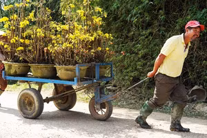 Người dân vận chuyển mai đi tiêu thụ trong các dịp xuân về. Ảnh: TRẦN HOA KHÁ 