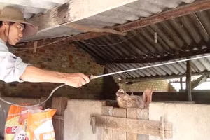 Phun thuốc tiêu độc khử trùng tại các hộ chăn nuôi.