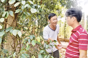 Ông Tam Lang giới thiệu cho Huy cách trồng tiêu theo hướng thuận tự nhiên.