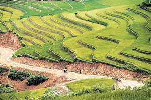 "Vua" mở ruộng bậc thang