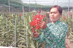 Chăm sóc hoa lan tại trang trại Huyền Thoại, xã An Nhơn Tây, Củ Chi. 