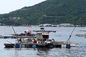 Nhiều hộ nuôi cá bè cố gắng vượt qua khó khăn để mưu sinh.