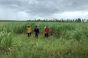 Gallery - Tìm giải pháp cho ngành mía đường trong tình hình mới - image 5