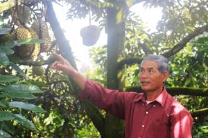 Sầu riêng năm nay được mùa được giá.