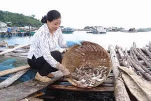 Nuôi cá lồng bè ở đảo Nam Du.