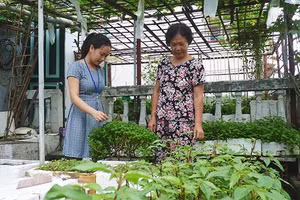 Vườn trên gác đủ cho nhiều nhà có rau sạch đón Tết.