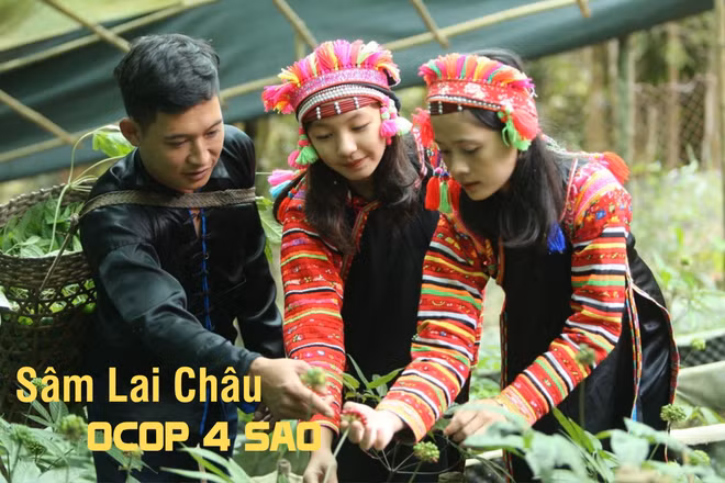 Sâm Lai Châu: OCOP 4 sao tạo sinh kế bền vững nơi núi rừng Tây Bắc