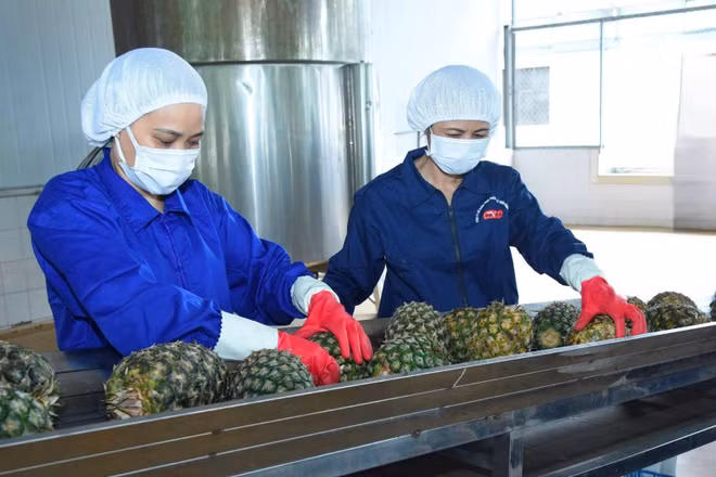 Rau quả là mặt hàng có tiềm năng tăng trưởng mạnh tại thị trường Trung Đông. Trong ảnh: Sơ chế dứa xuất khẩu tại Công ty cổ phần Thực phẩm xuất khẩu Đồng Giao. (Ảnh: ĐỨC AN)