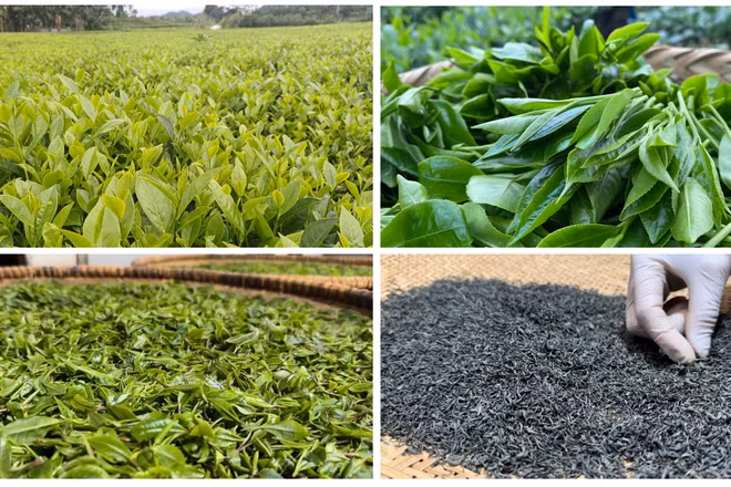 Hướng tới nền nông nghiệp carbon thấp là chìa khóa để Việt Nam khẳng định vị thế trong nền kinh tế xanh toàn cầu. (Ảnh: NGUYỄN THỊ THÚY HẰNG)