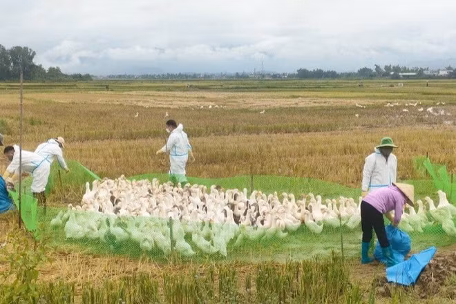 Lực lượng chức năng địa phương cùng người dân tiến hành kiểm đếm, tiêu hủy đàn vịt được phát hiện có virus cúm A/H5N1 tại xã Thanh Yên.