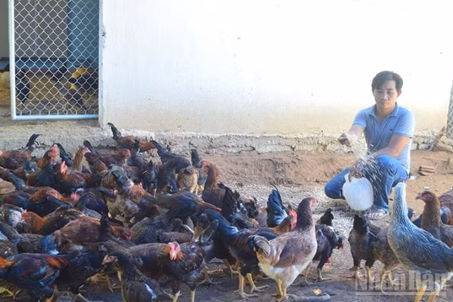 Các địa phương và người chăn nuôi ở Quảng Ngãi chủ động giám sát dịch bệnh gia súc, gia cầm.