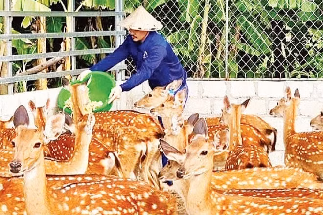 Mô hình khởi nghiệp sản xuất các sản phẩm từ nhung hươu của anh Nguyễn Khắc Huân (tỉnh Hà Tĩnh).