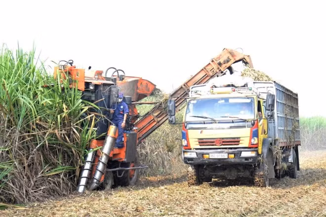 Thu hoạch mía bằng máy tại vùng nguyên liệu tập trung ở Nghệ An.