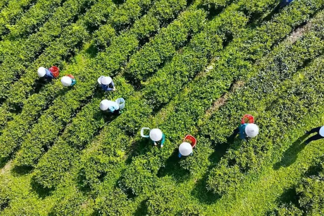Thu hái chè vào lúc sáng sớm bảo đảm chè được thơm ngon.